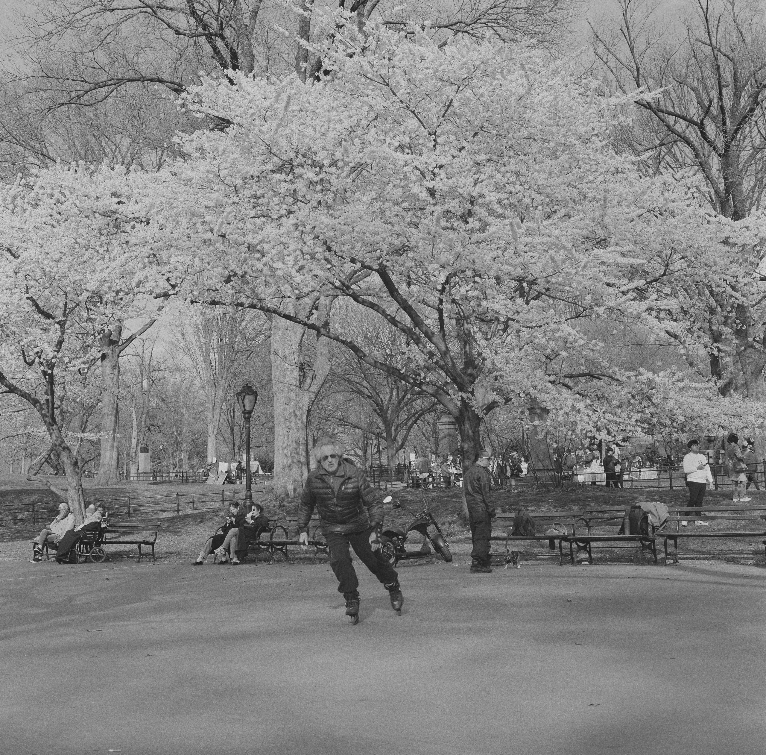A man on roller blades near Bethesda Terrace